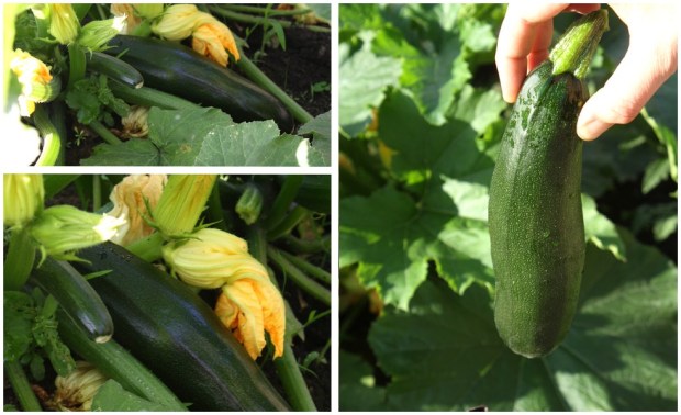 courgettes
